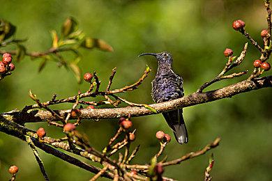 《刀剑乱舞无双》DLC第四、第五弹公布 将陆续上线